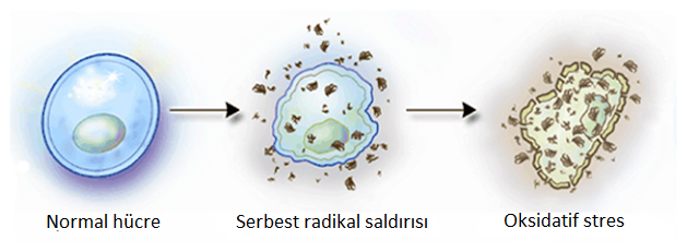 Serbest Radikal Saldırısı Ve Oksidatif Stres